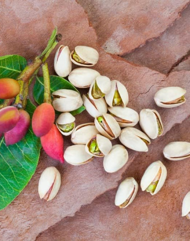 Pistazienbaum Kerman weiblich