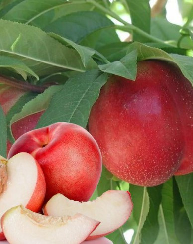 Nektarine Snow Queen auf GF677, Cont. 5l