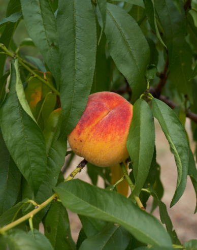 Nektarine Snow Queen auf GF677, Cont. 5l