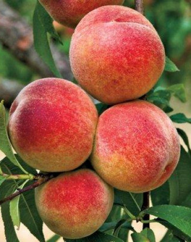 Pfirsich Elberta auf GF677, Cont. 5l