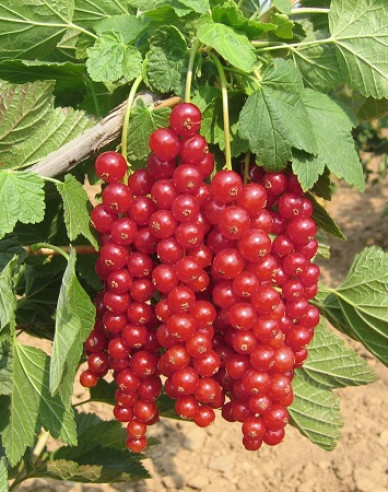 Rote Johannisbeere Losan