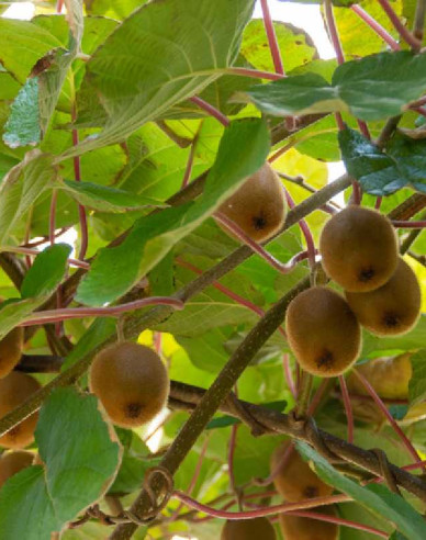 Kiwi selbstbefruchtende Solissimo