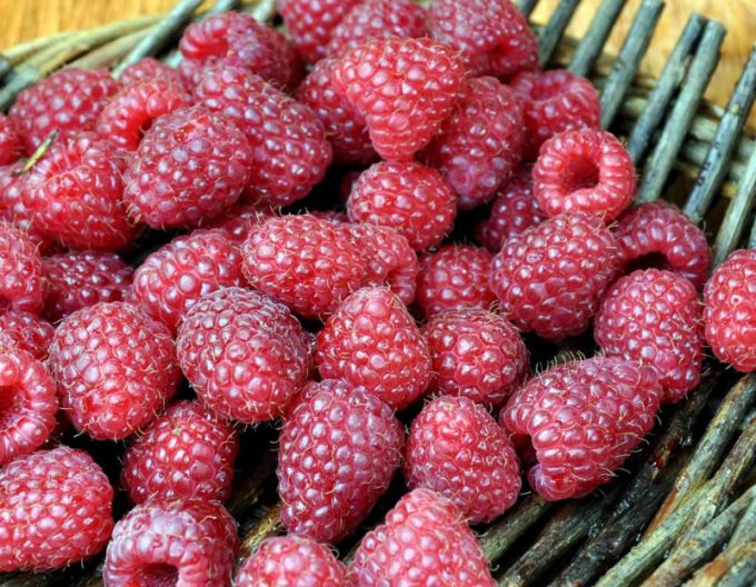 Rote Himbeere Polka immertragende