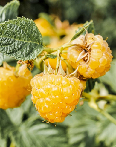 Gelbe Himbeere Sugana Gelb immertragende