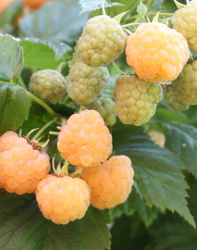 Gelbe Himbeere Sugana Gelb immertragende