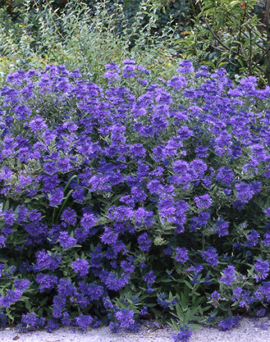 Bartblume Kew Blue