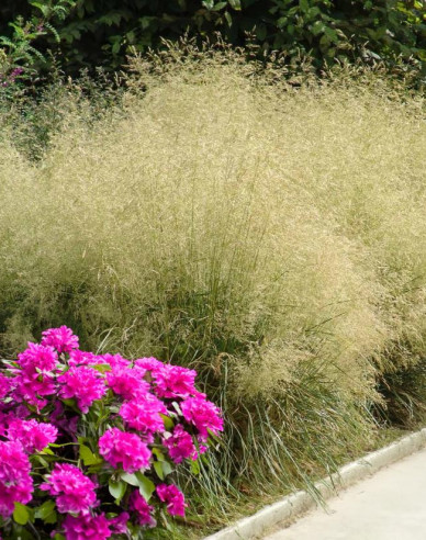 Schmiele Bronzeschleier