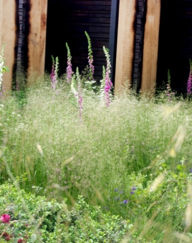 Schmiele Bronzeschleier