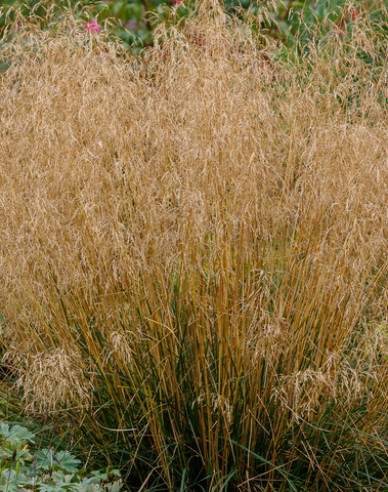 Schmiele Bronzeschleier