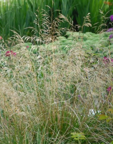 Schmiele Bronzeschleier