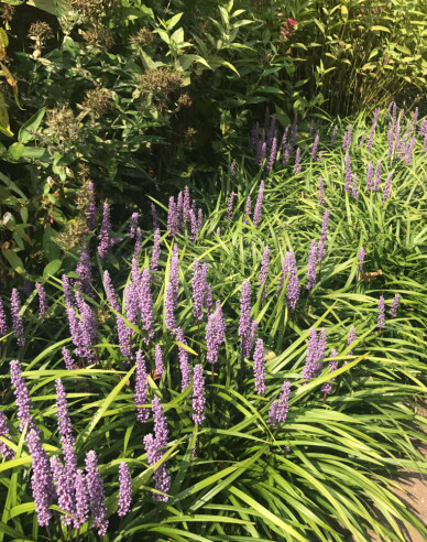 Liliengras Moneymaker