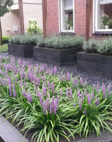 Liliengras Moneymaker