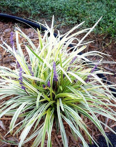 Liliengras Silver Dragon