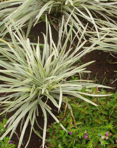 Liliengras Silver Dragon