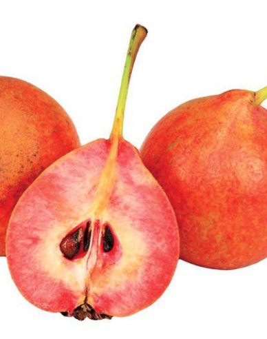 Birne Krvavnička Sommer, sub. Dula, freihändig.