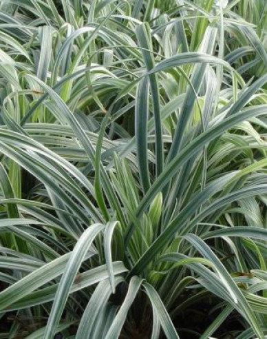 Liliengras Silver Dragon