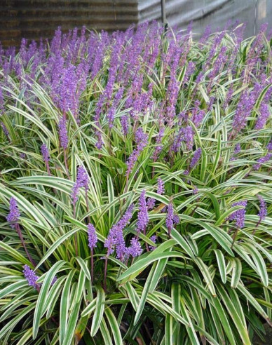 Liliengras Silver Dragon