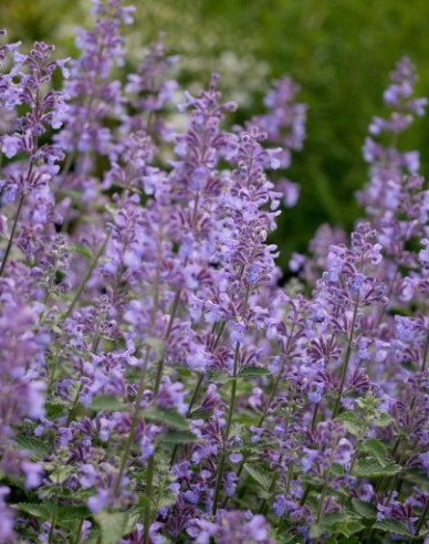 Großblütige Katzenminze Six Hills Giant