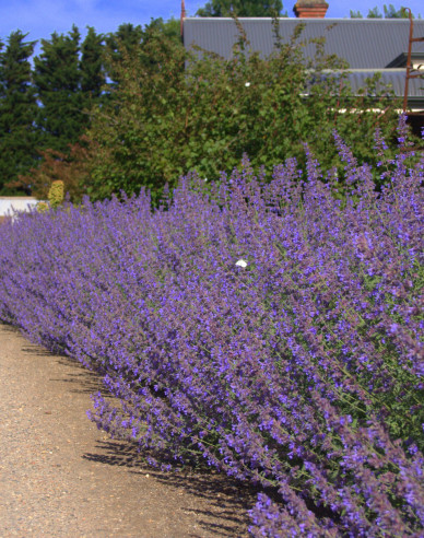 Großblütige Katzenminze Six Hills Giant