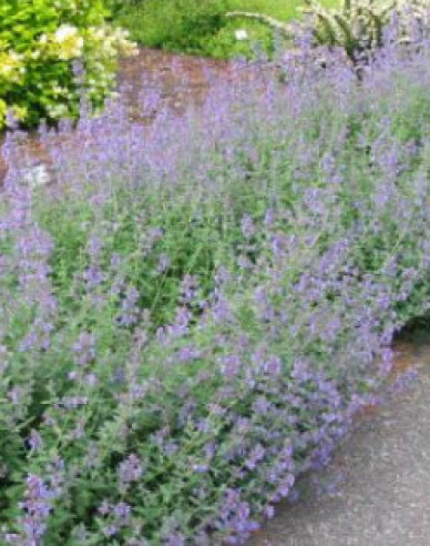 Großblütige Katzenminze Six Hills Giant