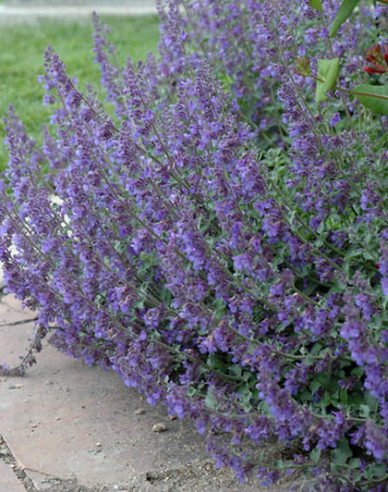 Großblütige Katzenminze Six Hills Giant