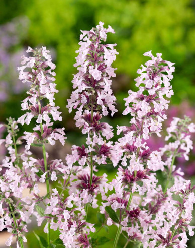 Großblütige Katzenminze Dawn to Dusk