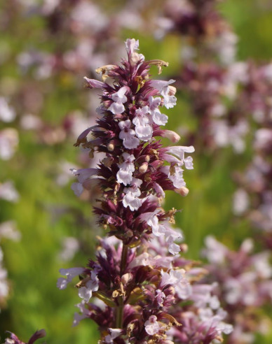 Großblütige Katzenminze Dawn to Dusk