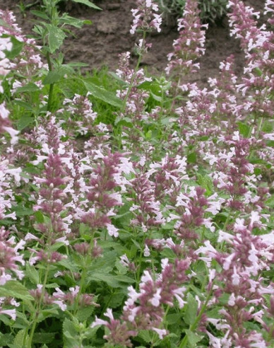 Großblütige Katzenminze Dawn to Dusk