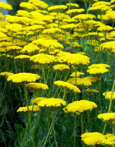 Schafgarbe  ´Skysail Yellow´