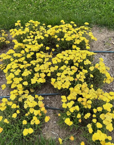 Schafgarbe  ´Skysail Yellow´