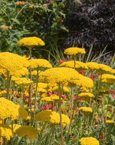 Schafgarbe  ´Skysail Yellow´