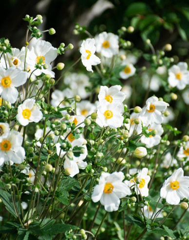 Herbst-Anemone Honorine Jobert