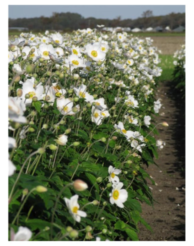 Herbst-Anemone Honorine Jobert