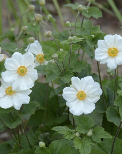 Herbst-Anemone Honorine Jobert