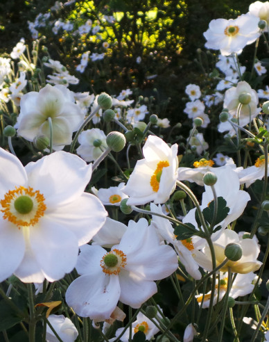 Herbst-Anemone Honorine Jobert