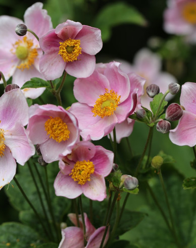 Herbst-Anemone September Charm