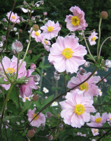 Herbst-Anemone September Charm