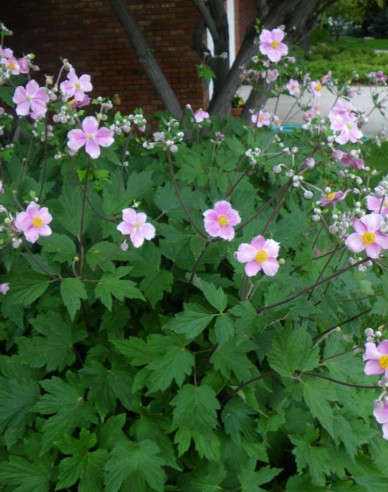 Herbst-Anemone September Charm