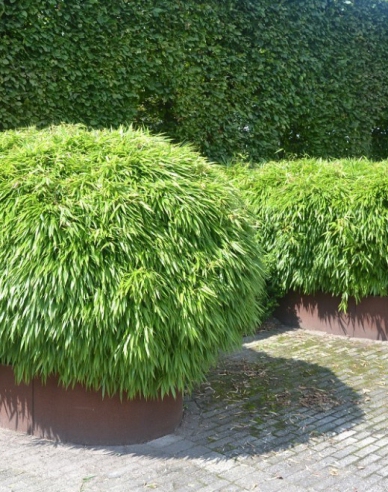 Bambus Fargesia Rufa