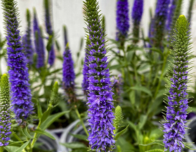 Ähriger Ehrenpreis Ulster Dwarf Blue