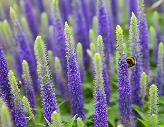 Ähriger Ehrenpreis Ulster Dwarf Blue