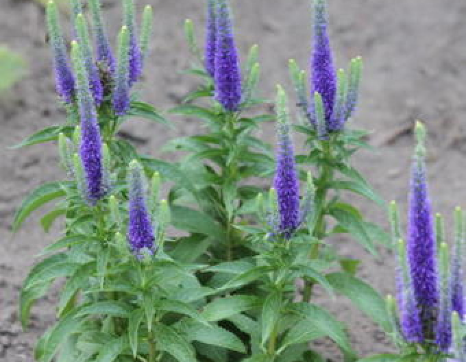 Ähriger Ehrenpreis Ulster Dwarf Blue