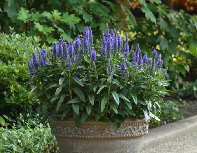 Ähriger Ehrenpreis Ulster Dwarf Blue