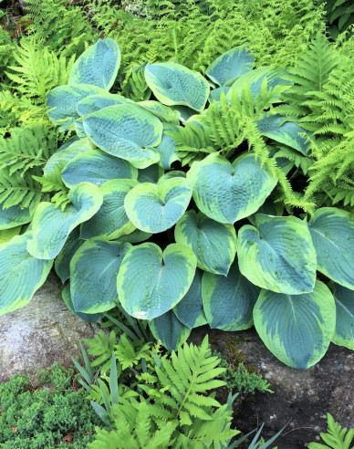 Funkie Francess Williams