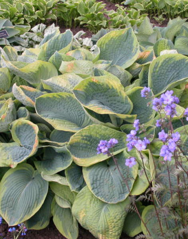 Funkie Francess Williams