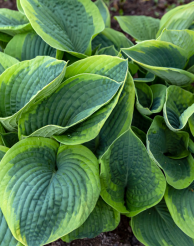 Funkie Francess Williams