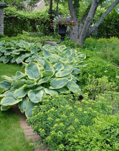 Funkie Francess Williams