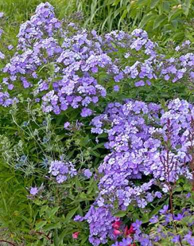 Flammenblume Blue Boy