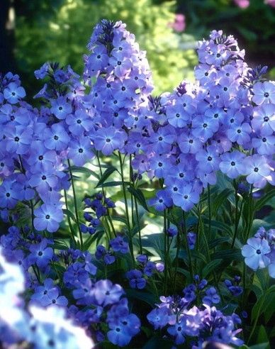 Flammenblume Blue Boy