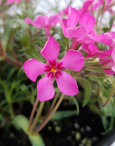 Flammenblume Scarlet Flame